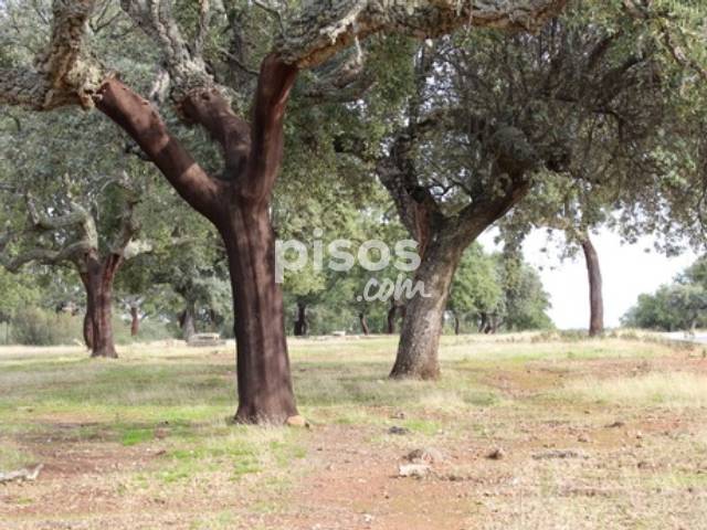 FINCA RUSTICA EXTREMADURA VENTA finca rustica extremadura venta: