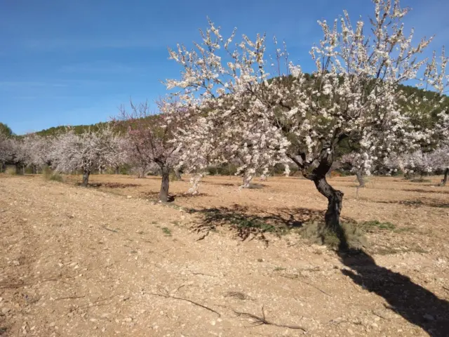 Rustic Finca in Bullas