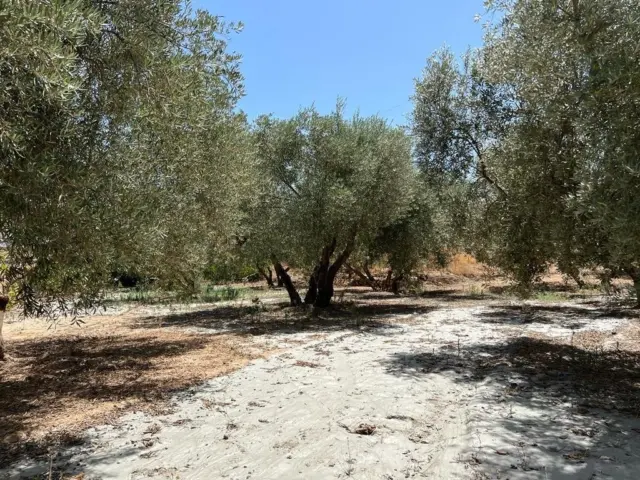 Rustic farm in Cozvíjar