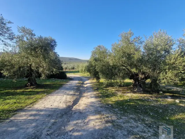 Rustic farm in Pago La Rojana photo 4
