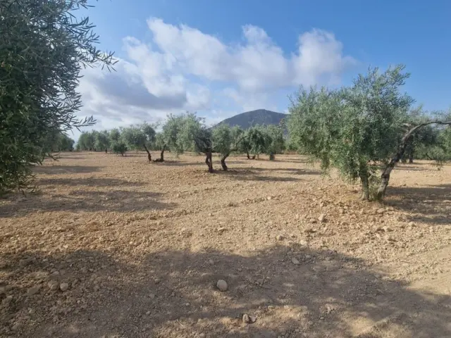 Rustic farm in Pago de Nagüeles