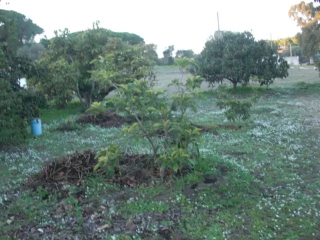 Rustic Finca in El Soto