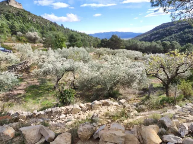 Rustic farm in Pasaje Partida Valldebous