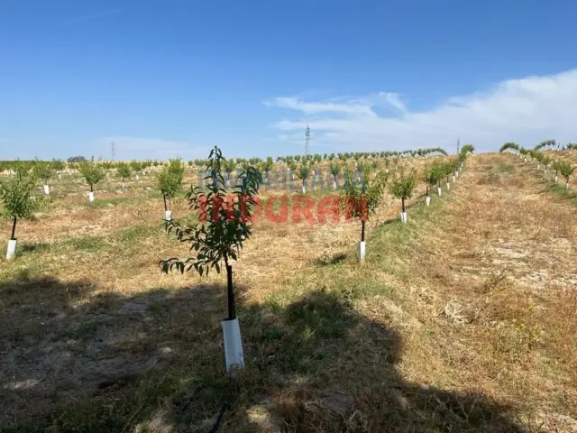 Finca rústica en Belvís de Monroy