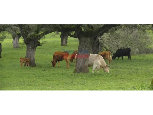 Finca rústica en Alía
