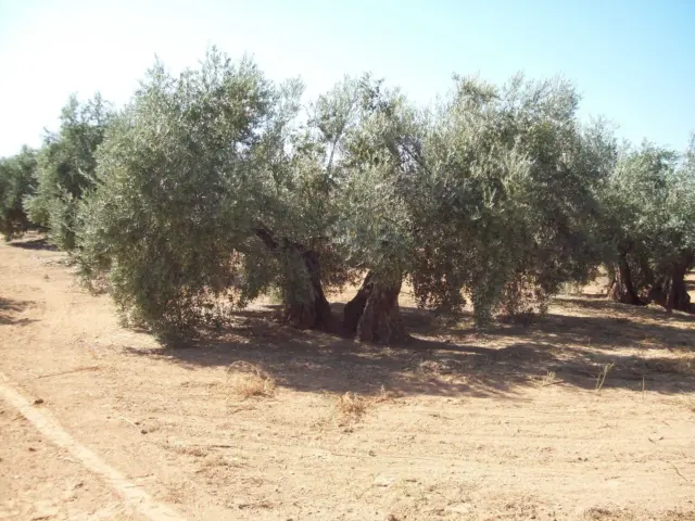 Rustic farm in Villanueva de La Reina
