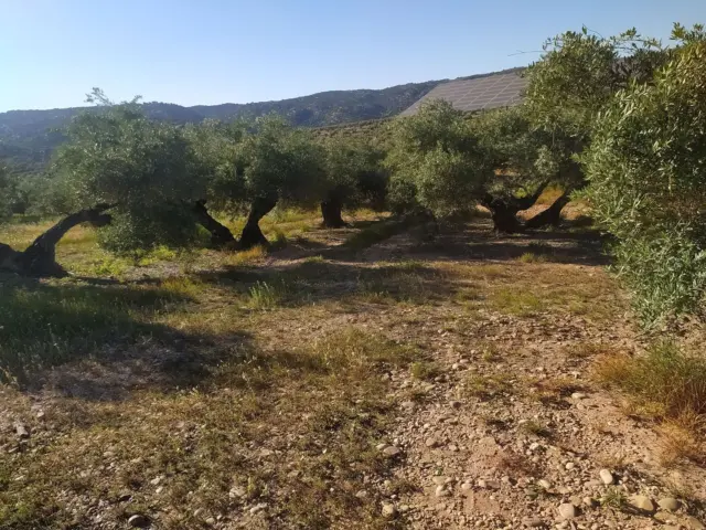 Rustic farm in La Quintería