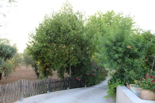Rustic Finca in Onil photo 9