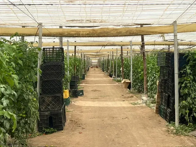 Finca rústica en Níjar