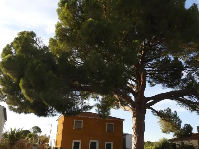 Rustic Finca in Tobarra photo 9
