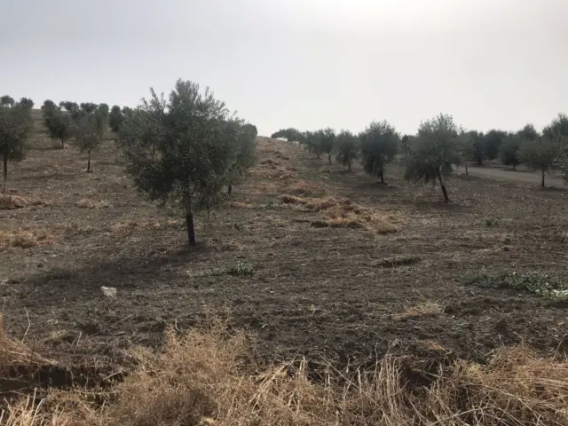 Rustic farm in Castro del Río photo 2