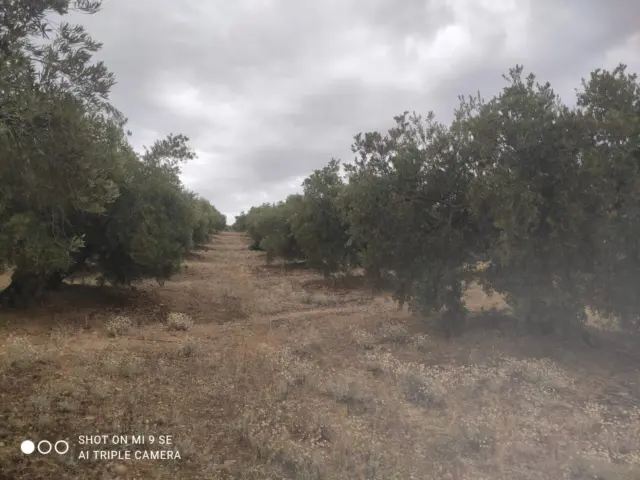 Rustic farm on Calle Termino de Luque