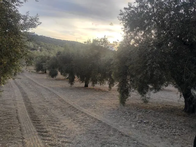 Rustic farm on Calle Termino de Doña Mencia, No. 01