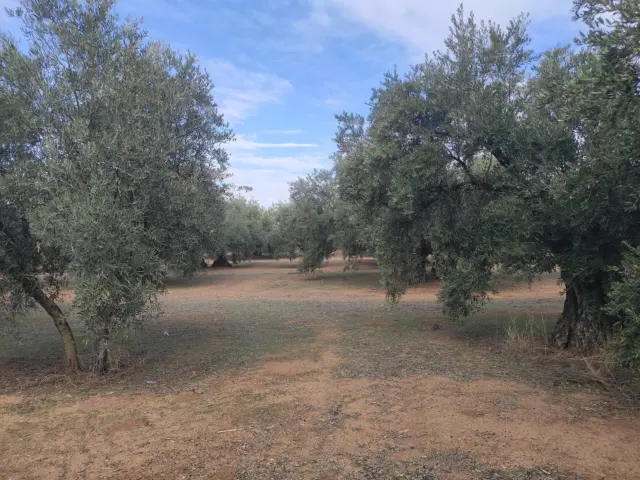 Rustic farm on Calle Termino de Luque