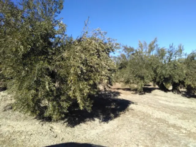 Rustic farm on Calle Termino de Baena