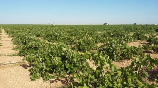 Finca rústica en Pasaje El Guijoso