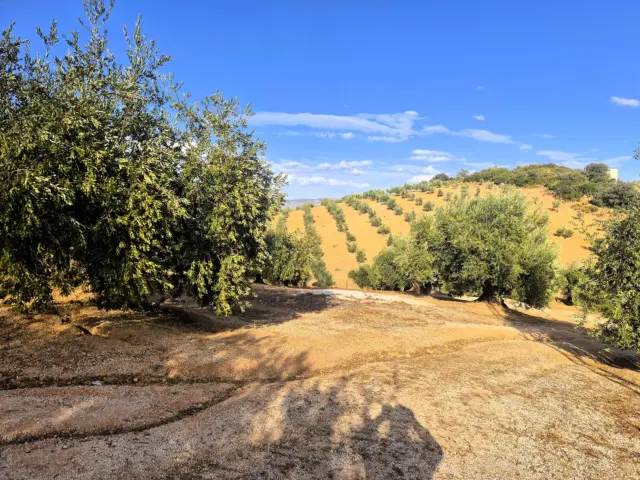 Rustic farm in Dehesa de los Montes