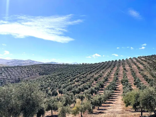 Finca rústica en Cacín