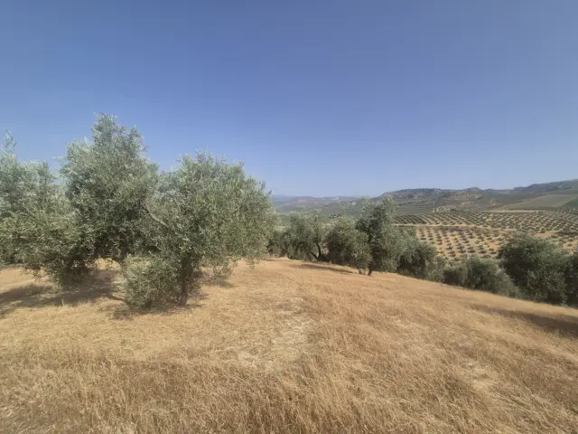 Finca rústica en Los Arenales