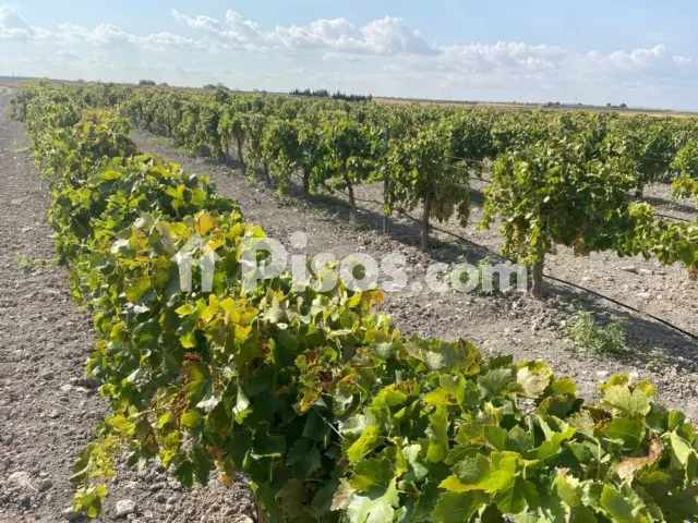 terreno en Torralba de Calatrava