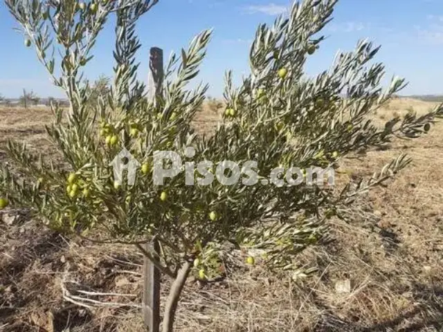 Terreno en venta en Torrenueva