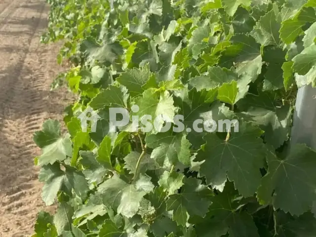 Terreno en venta en Tomelloso