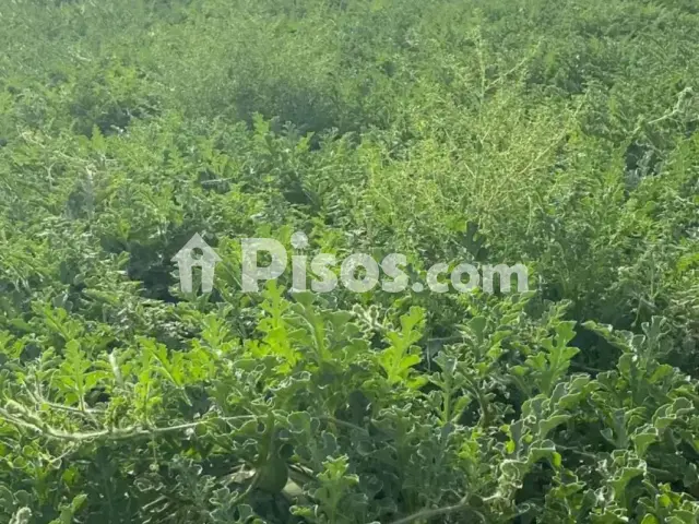 Terreno en venta en Argamasilla de Alba