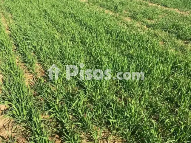 Terreno en venta en Argamasilla de Alba