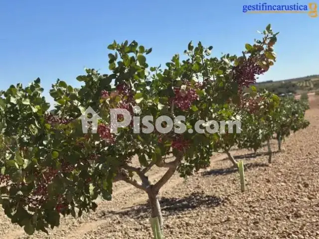 Terreno en venta en Tomelloso