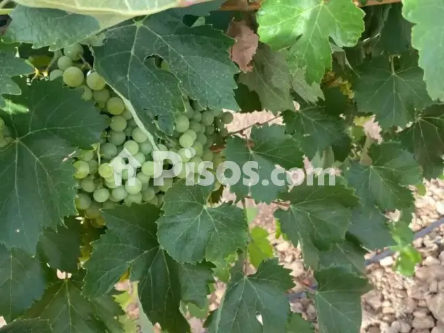 Terreno en venta en Tomelloso