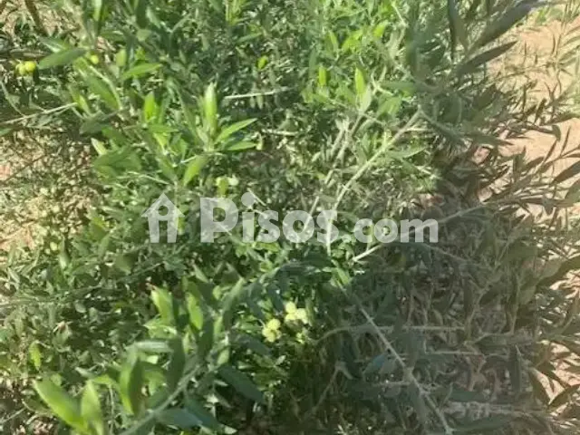 Terreno en venta en Tomelloso
