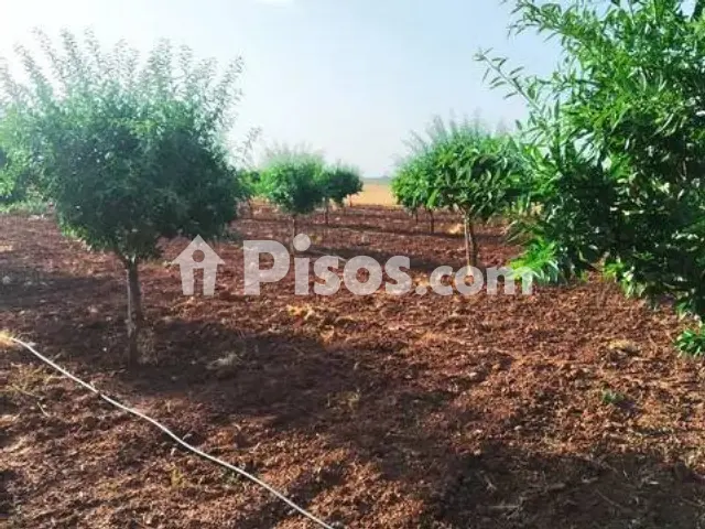 Terreno en venta en Membrilla