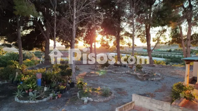 Pis – Motril