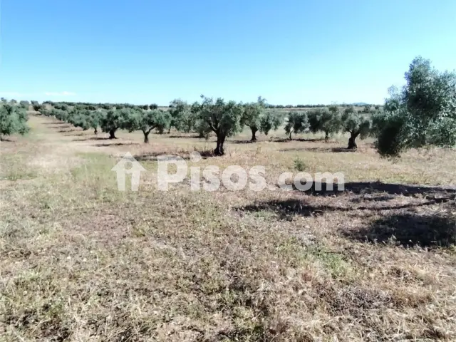 Finca rústica en venta en San Luis-San Juan-Santa Isabel, San Luis-San Juan-Santa Isabel (Mérida) de 33.500 €