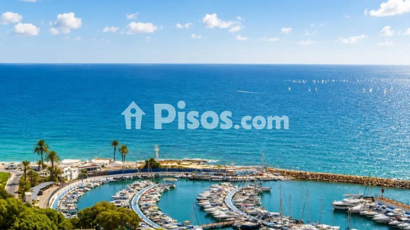 Pis – Orihuela, Mil Palmeras