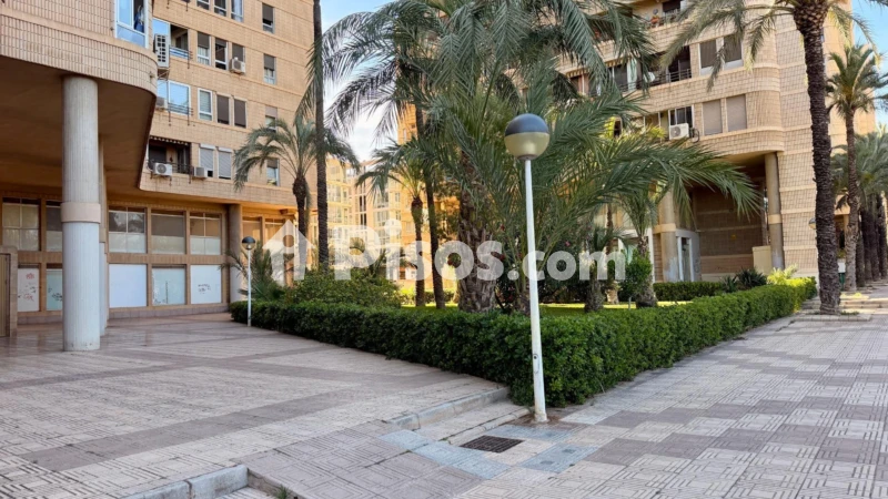 Pis – Elche/Elx, Hort de Ripoll, el Baix Vinalopó