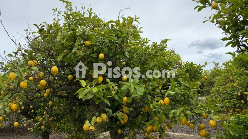 Terreno en venta en Calle San Miguel de Salinas