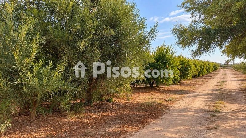 Casa – Elx - Elche