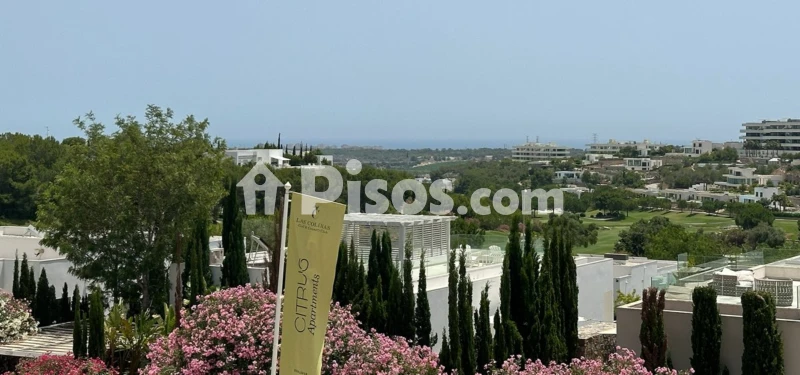 Pis – Orihuela