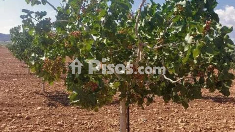 Terreno en venta en Ossa de Montiel