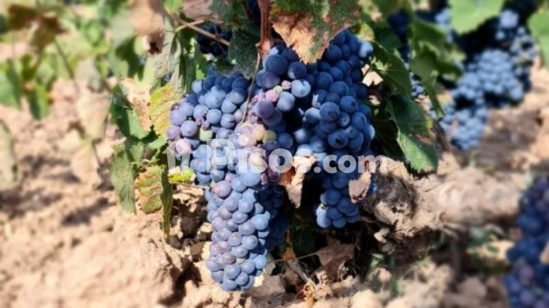 Terreno en venta en El Pinós - Pinoso