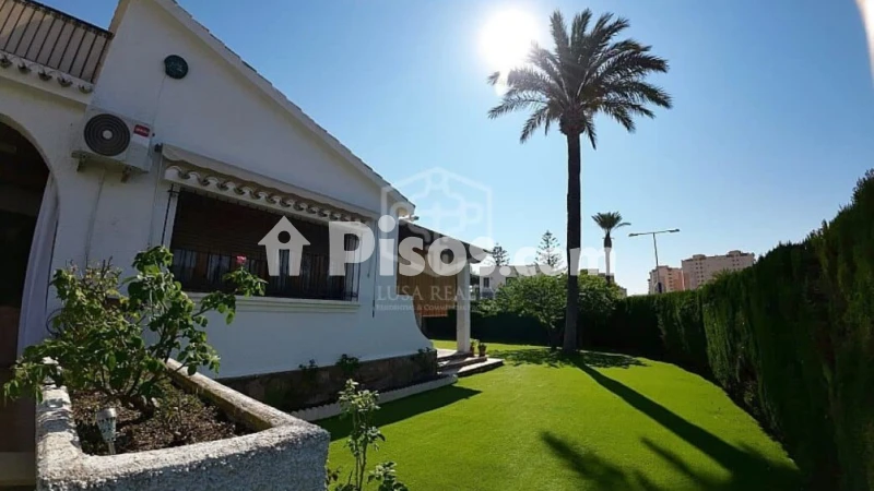 Pis – Orihuela, Mil Palmeras