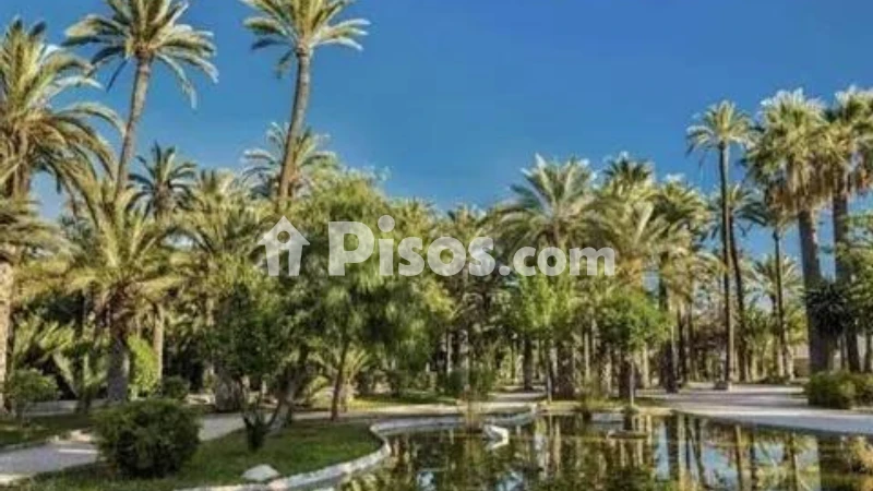 Pis – Elx - Elche