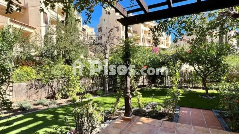 Pis – Altea