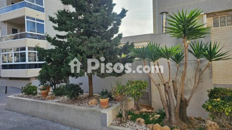 Pis – Torrevieja