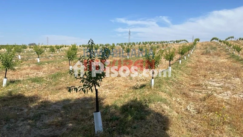 Finca rústica en venta en Belvís de Monroy - Vista 3