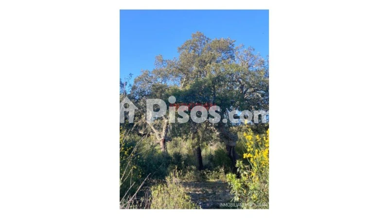 Finca rústica en venta en Río Tinto-Aldea Moret-La Cañada - Vista 3