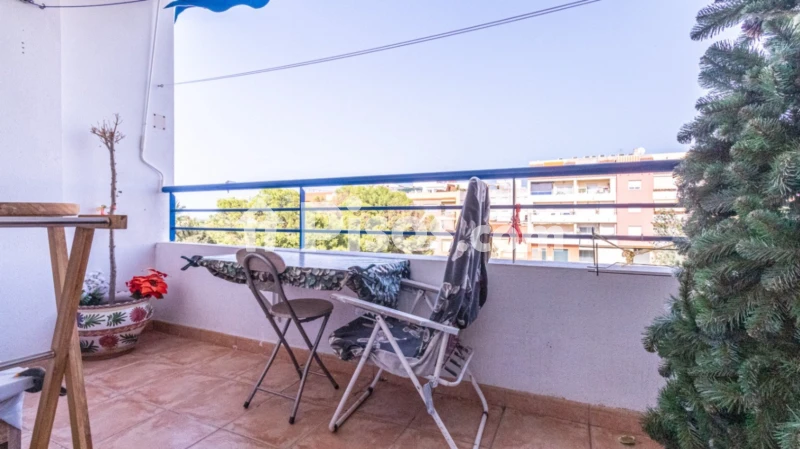 Pis