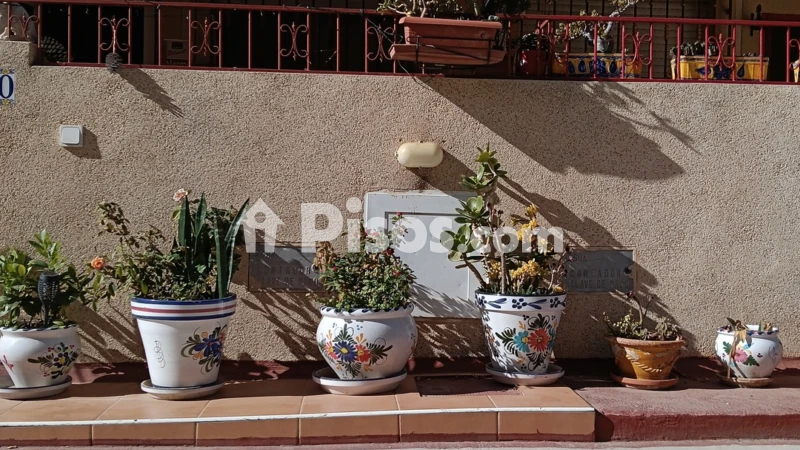 Pis – Orihuela