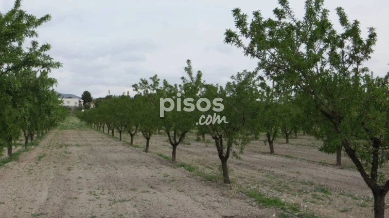 Finca rústica en venta en Calle Alcadozo, Alcadozo de 19.500 €